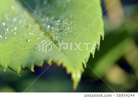 Close up green leaf background with morning dew Close up green leaf background with morning dew 38954244