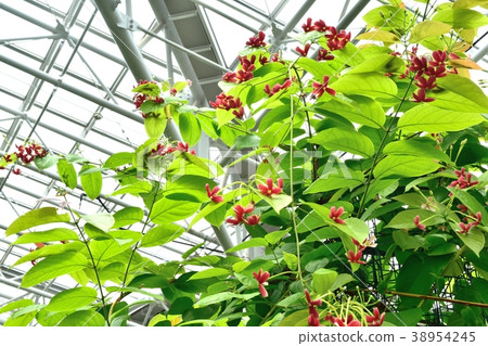 熱帶植物Shikunshi紅色花 熱帶植物Shikunshi紅色花 38954245