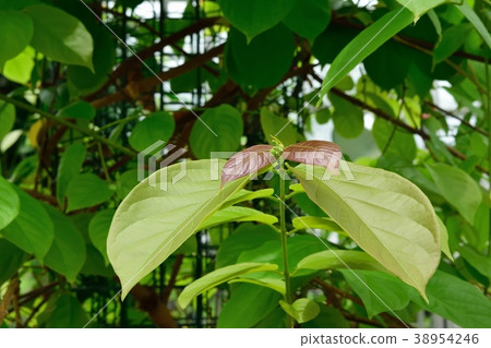Red tea leaves and buds Red tea leaves and buds 38954246