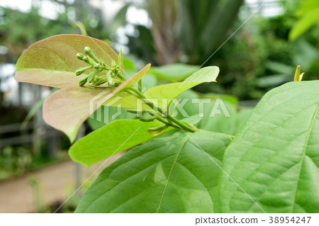 葉子和花蕾開始變色 葉子和花蕾開始變色 38954247