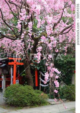 Weeping cherry tree at Suika Tenmangu Shrine in Kyoto 38954356