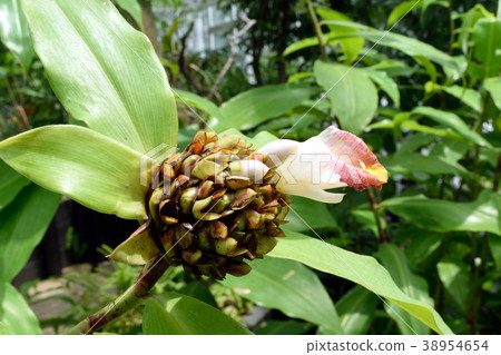 熱帶植物肋lucanusianus白花了 熱帶植物肋lucanusianus白花了 38954654