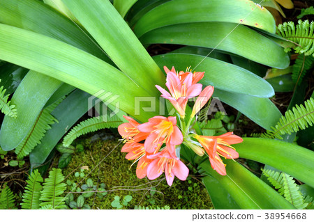 Tropical plant umezakikunsilan orange flower Tropical plant umezakikunsilan orange flower 38954668