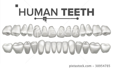 Human Teeth Set Vector. Dental Health. Incisor Human Teeth Set Vector. Dental Health. Incisor 38954785