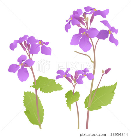 Flying Arachiteye (Short cut) 38954844