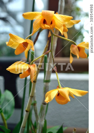 Western Orchid Dendrobium Moskatsum Oranje-Yellow 38954998