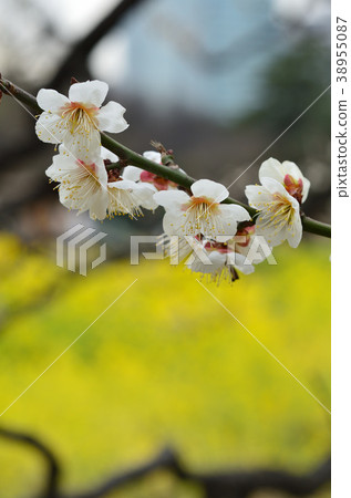 Plum blossom  38955087