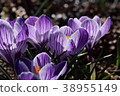 Crocus purple 38955149
