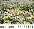 Chamomile field 38955151