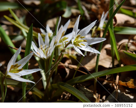 Hirohanoamana 38955152