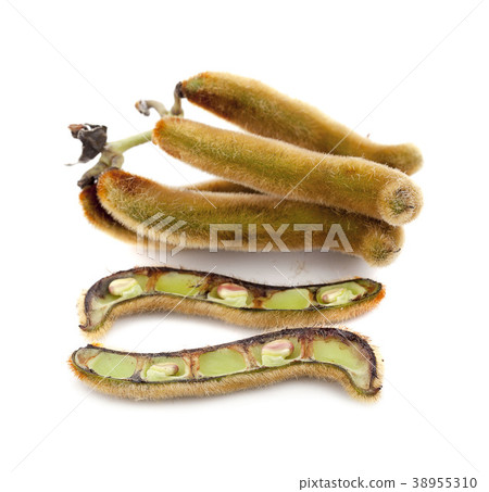 nettles brown pods with on white background nettles brown pods with on white background 38955310