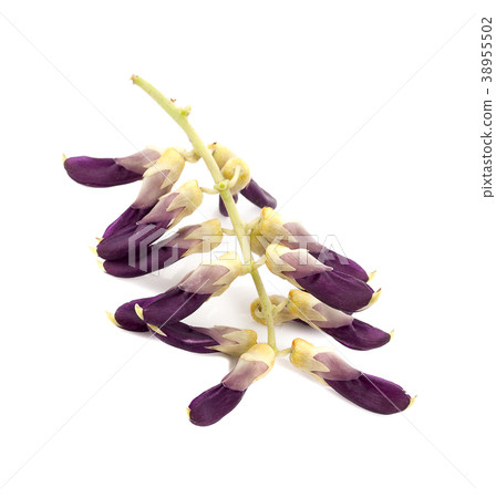 Mucuna pruriens isolated on white background Mucuna pruriens isolated on white background 38955502