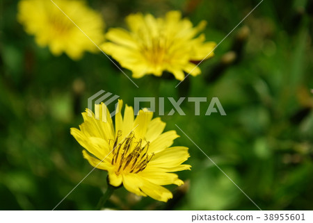 Oojishibari Oojishibari 38955601