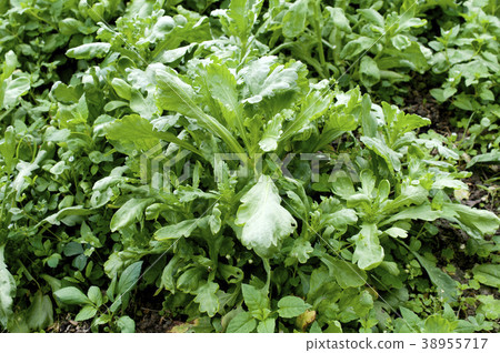 Field of Haruna Field of Haruna 38955717