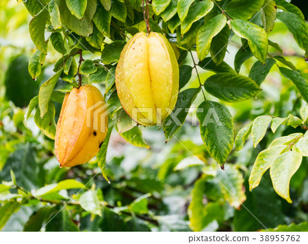 Star fruit (Carambola), a star-shaped tropical fruit cultivated in Okinawa. Star fruit (Carambola), a star-shaped tropical fruit cultivated in Okinawa. 38955762