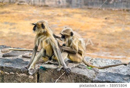 Gray langur monkeys at Daulatabad Fort in India 38955804