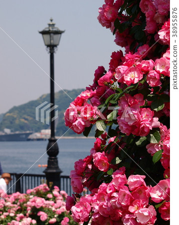開花在海邊庭院裡的羅斯 38955876