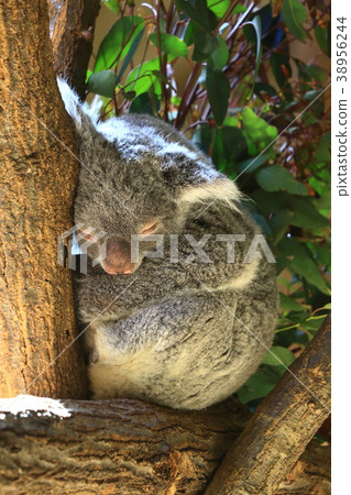 Koala 38956244