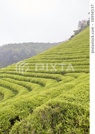Dae-won,Boseong茶園,全南,韓國 Dae-won,Boseong茶園,全南,韓國 38956537