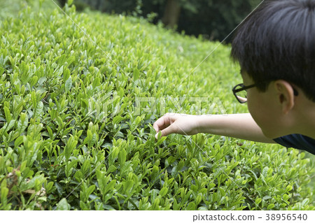 Dae-won, Boseong tea field, Jeonnam, Korea Dae-won, Boseong tea field, Jeonnam, Korea 38956540