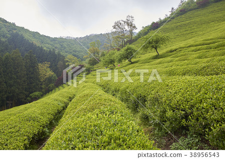 Dae-won, Boseong tea field, Jeonnam, Korea Dae-won, Boseong tea field, Jeonnam, Korea 38956543