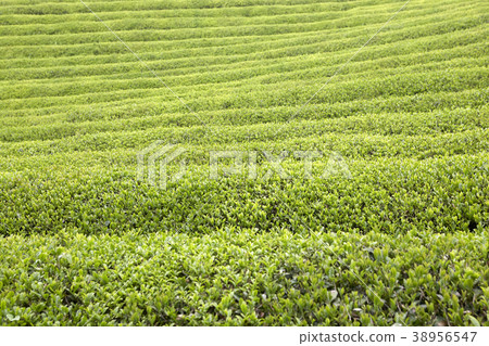 Dae-won, Boseong tea field, Jeonnam, Korea 38956547