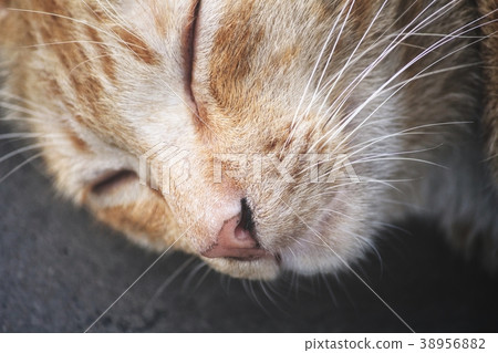 Face of ginger cat Face of ginger cat 38956882