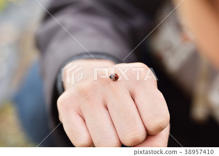 瓢蟲在手邊 38957410