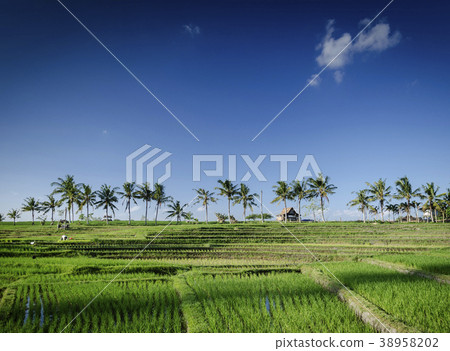 rice paddy landscape view in south bali indonesia 38958202