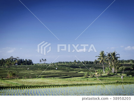 rice paddy landscape view in south bali indonesia 38958203