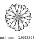 Chamomile flower illustration 38958293