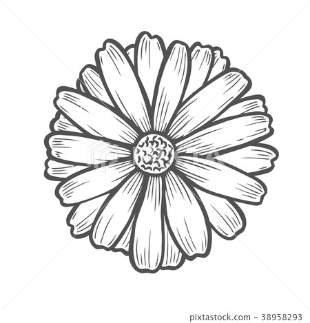 Chamomile flower illustration Chamomile flower illustration 38958293