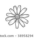 Chamomile flower illustration 38958294