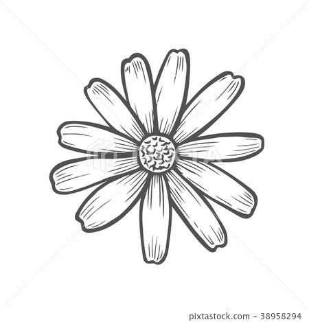 Chamomile flower illustration 38958294