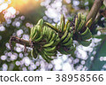 wild banana bunch unripe on green bokeh background 38958566