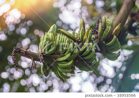 wild banana bunch unripe on green bokeh background wild banana bunch unripe on green bokeh background 38958566