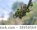 wild banana bunch unripe on nature background. 38958569