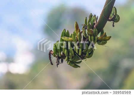 wild banana bunch unripe on nature background. wild banana bunch unripe on nature background. 38958569