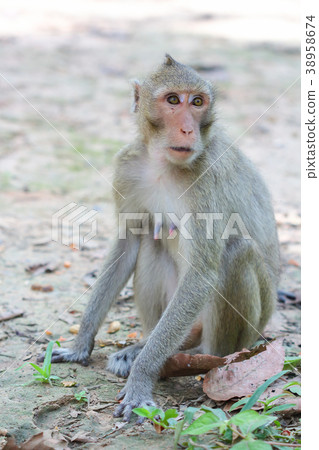 Cute monkeys in a natural forest Cute monkeys in a natural forest 38958674