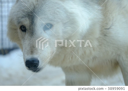 狼 狼 38959091