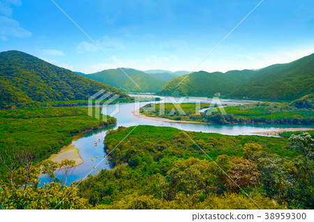 Amami Oshima Mangrove Forest 38959300