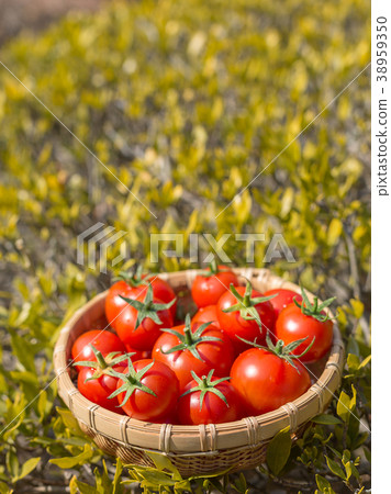 Amera tomato Amera tomato 38959350
