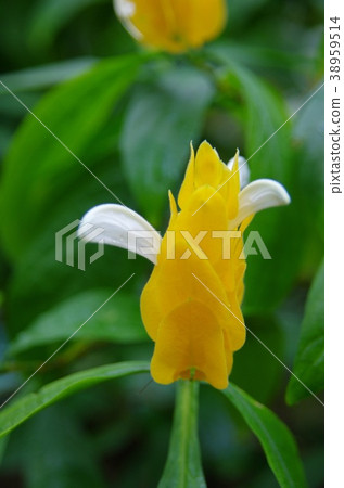 Pakistakis Lutea Pakistakis Lutea 38959514