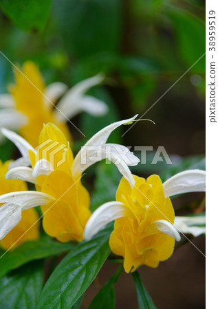 Pakistakis Lutea Pakistakis Lutea 38959519
