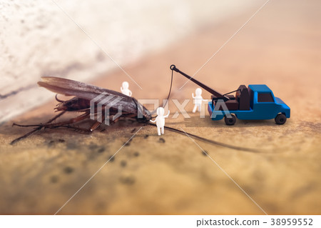 dead cockroach lying on a floor dead cockroach lying on a floor 38959552