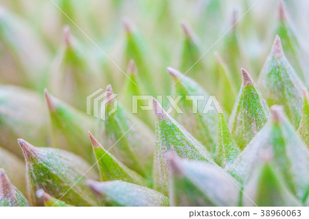 Durian thorny outer shell Close up Durian thorny outer shell Close up 38960063