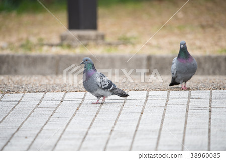 鴿子 鴿子 38960085