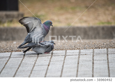 鴿子交配 38960492