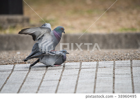 Dove mating 38960495