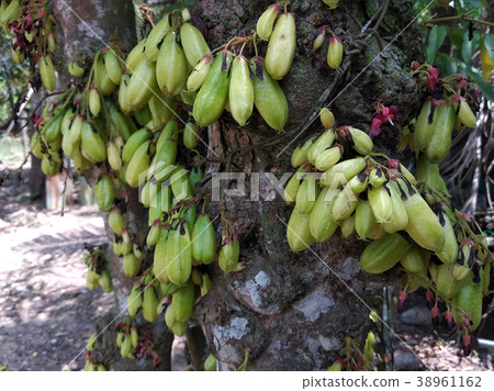 Averrhoa bilimbi or Belimbing Buluh  38961162